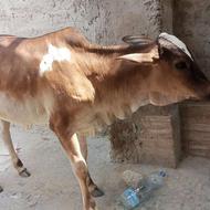 پراپ ماده دورگه نژاد شیری