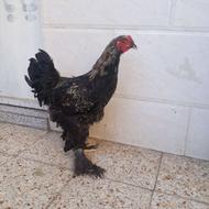 خروس برهما جوان