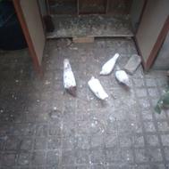 کبوتر نر ماده باجوجه