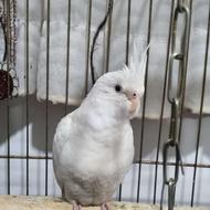 طوطی عروس آلبنو رام