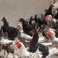 مرغ خروس گلین لری