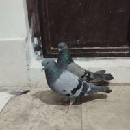 کفتر. سبز جفت