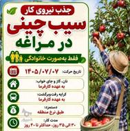 فوری فوری یک خانواده برای سیب چینی لازمه