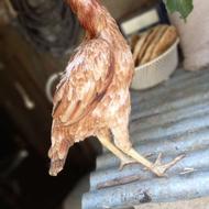 مرغ لاری نسل