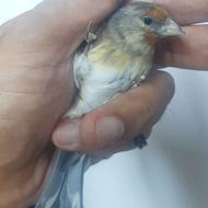 سهره قناری نر جوان یکساله دهن سهره