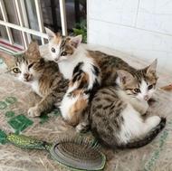 واگذاری بچه گربه