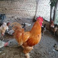 دو عدد خروس امپراتور نژاد برهما ،، سن یک سالو نیم