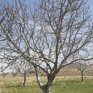 فروش گردو ارگانیک