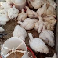 شرکت ایرانیان جوجه طلایی آماده تحویل جوجه
