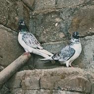 کبوتر معاوضه با عروس هلندی