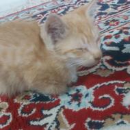 واگذاری بچه گربه