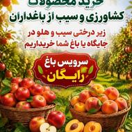 خریدار زیر درختی به قیمت روز نقدی
