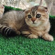 گربه اسکاتیش