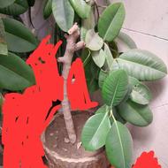 گل فیکوس آلاستیکا (آلمانی )