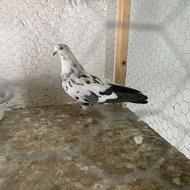 چند عدد کبوتر پرشی