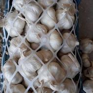 سیر تازه همدان