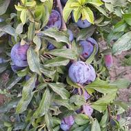 میوه شابلون( آلو سیاه)