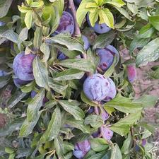 میوه شابلون( آلو سیاه)