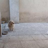 نگهداری سگ در خانه خودمان ، مربی سگ