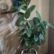گل طبیعی خانگی فقط به خاطر کمبود جا میفروشم