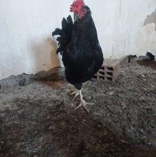 خروس گلین مشکی