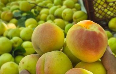 فروش باغچه 550 متر 4 دیوار در ملارد