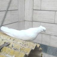 کبوتر نروماده 40سانتی