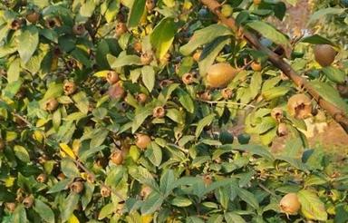 خونه باغ دارابودن 120درخت گردو آلوچه ازگیل سیب گلابی