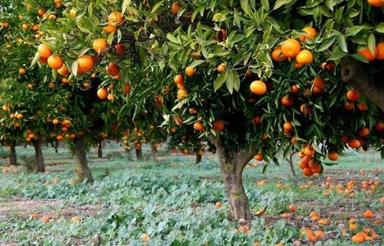 فروش زمین سنددار 520 متری در چائوسر
