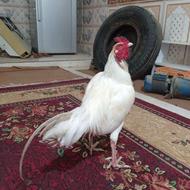خروس ایرا سندی پاکستانی ایرا