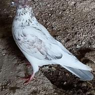 فروش دو عدد کبوتر نر