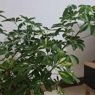 پرستار خانم شبانه روزی
