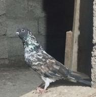 کبوتر غریب ماده