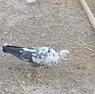 گفترگرفتنی به شرط پرش