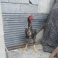 یک خروس و مرغ لاری.