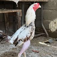 خروس لاری خروس