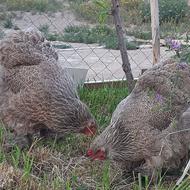 فروش ویژه تخم نطفه دار برهماهای وارداتی