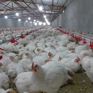 استخدام کارگر مرغداری 10 هزار تا گوشتی