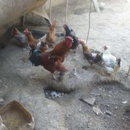 مرغ و خروس