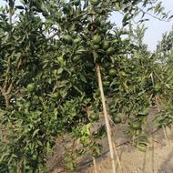 نارنگی ژاپنی موجوده خریدار واقعی تماس پاسخگو هستم