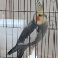 عروس هلندی خاص
