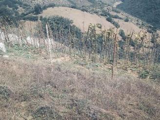 215متر زمین مرزن اباد -روستای حریث