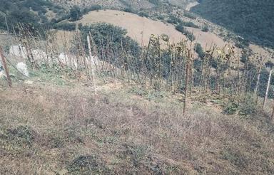 215متر زمین مرزن اباد -روستای حریث
