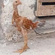 جوجه خروس لاری