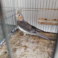 عروس هلندی نژاد خاکستری ماده بالغ
