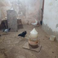 مرغ وخروس گلین