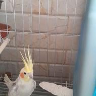 عروس هلندی