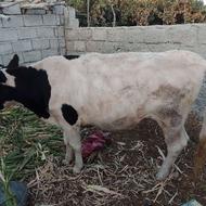 گاو ماده آمریکایی