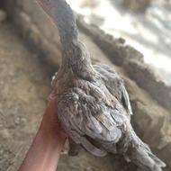 ماده مرغ اصیل