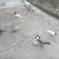 7کبوتر قشنگ